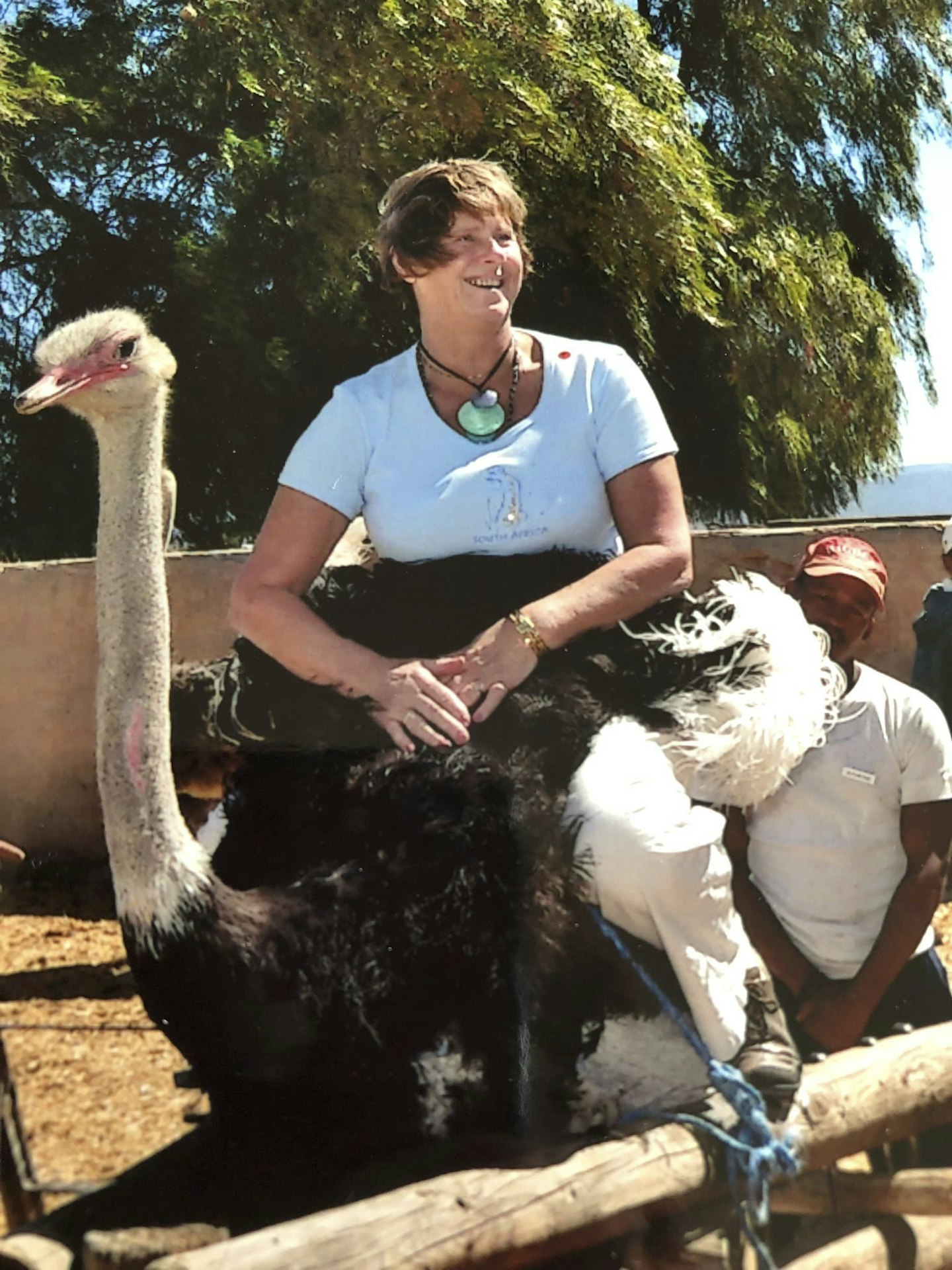 Ostrich in South Africa