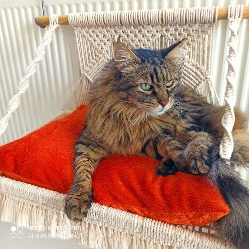 Best cat shop radiator bed