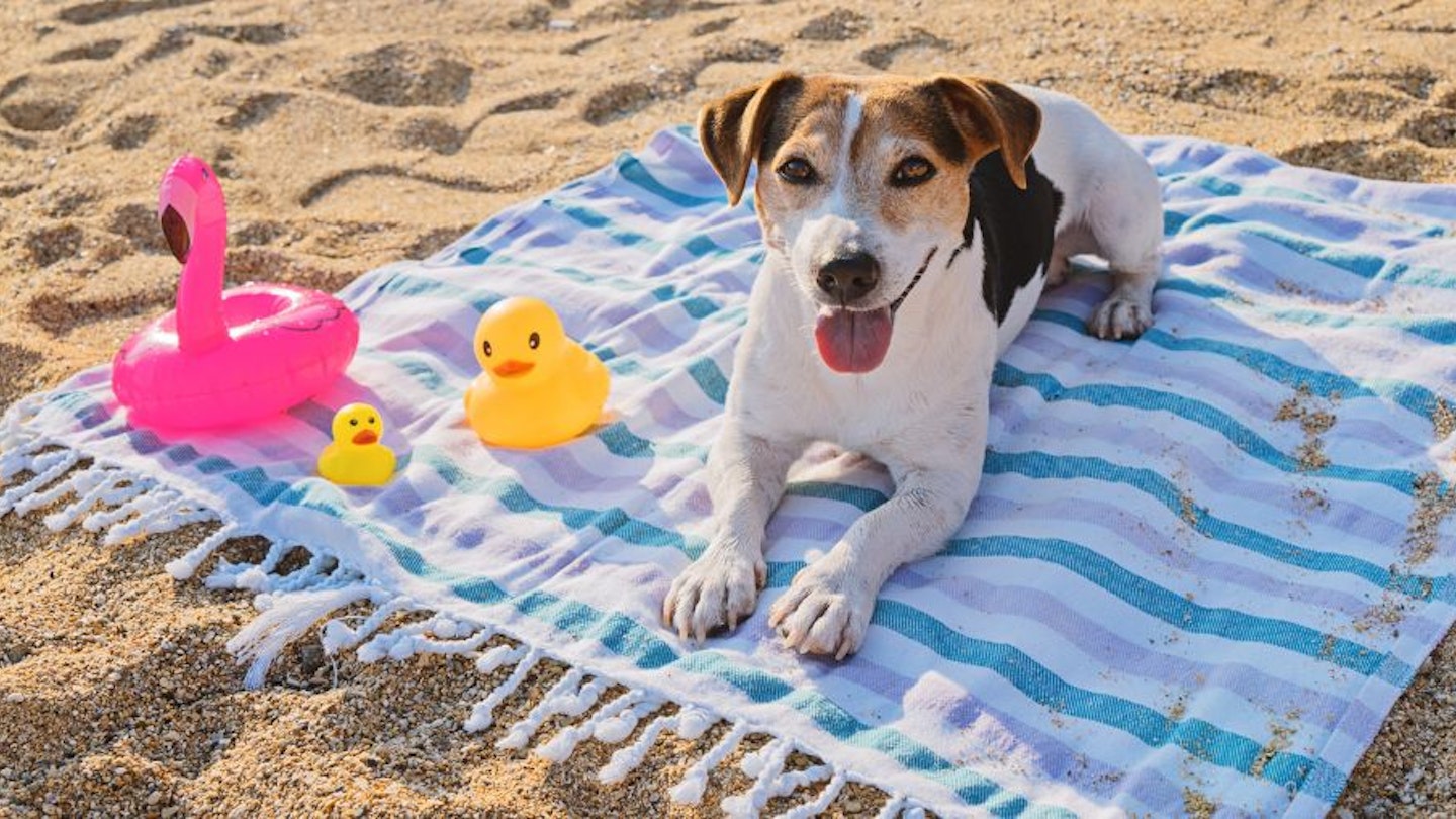 Best dog SPF: a dog lying on a beach towel on the sand