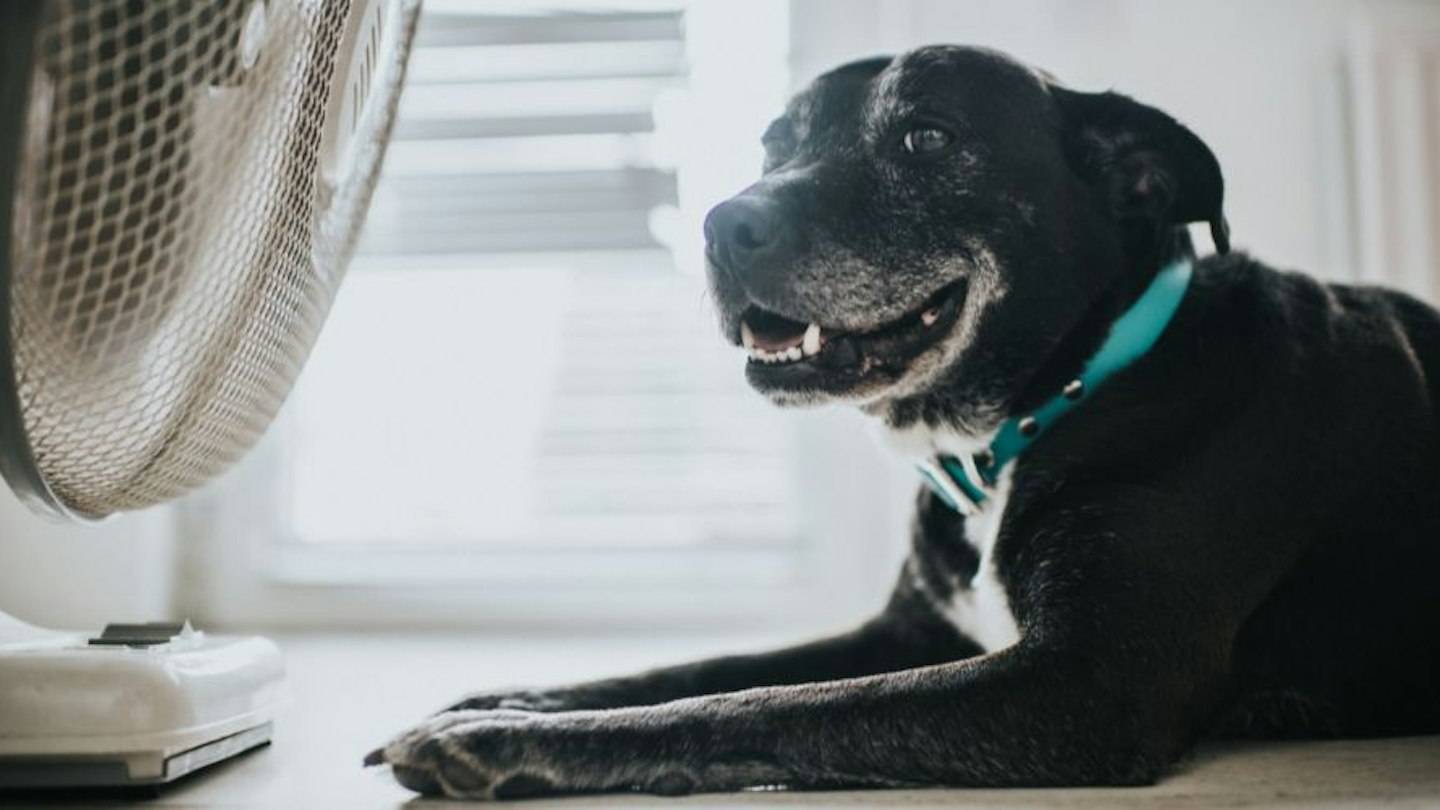 Dog Cooling Products To Help Your Pooch Beat The Heat