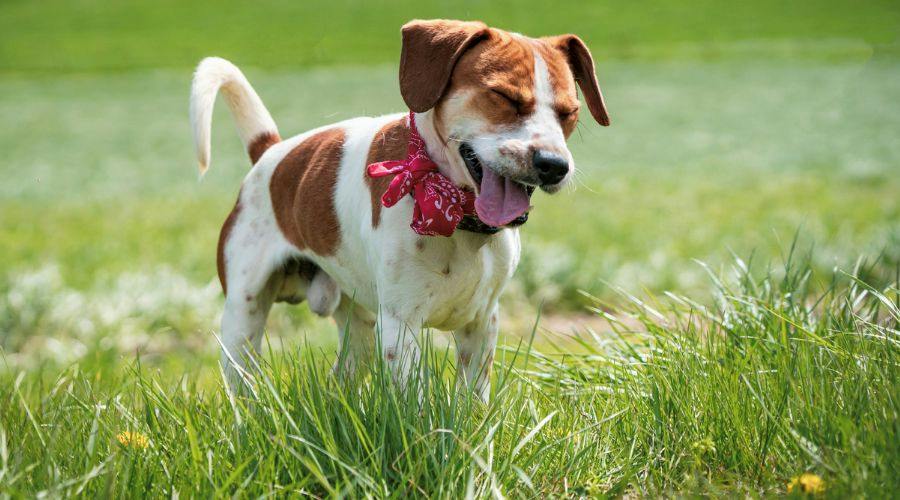 Dog Hayfever Products and Remedies - Vimarsana News