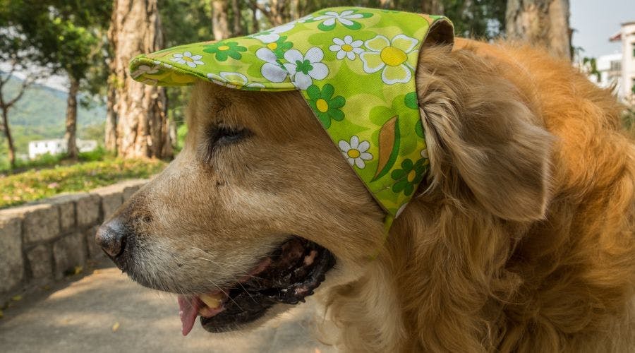 Dog top sun hat