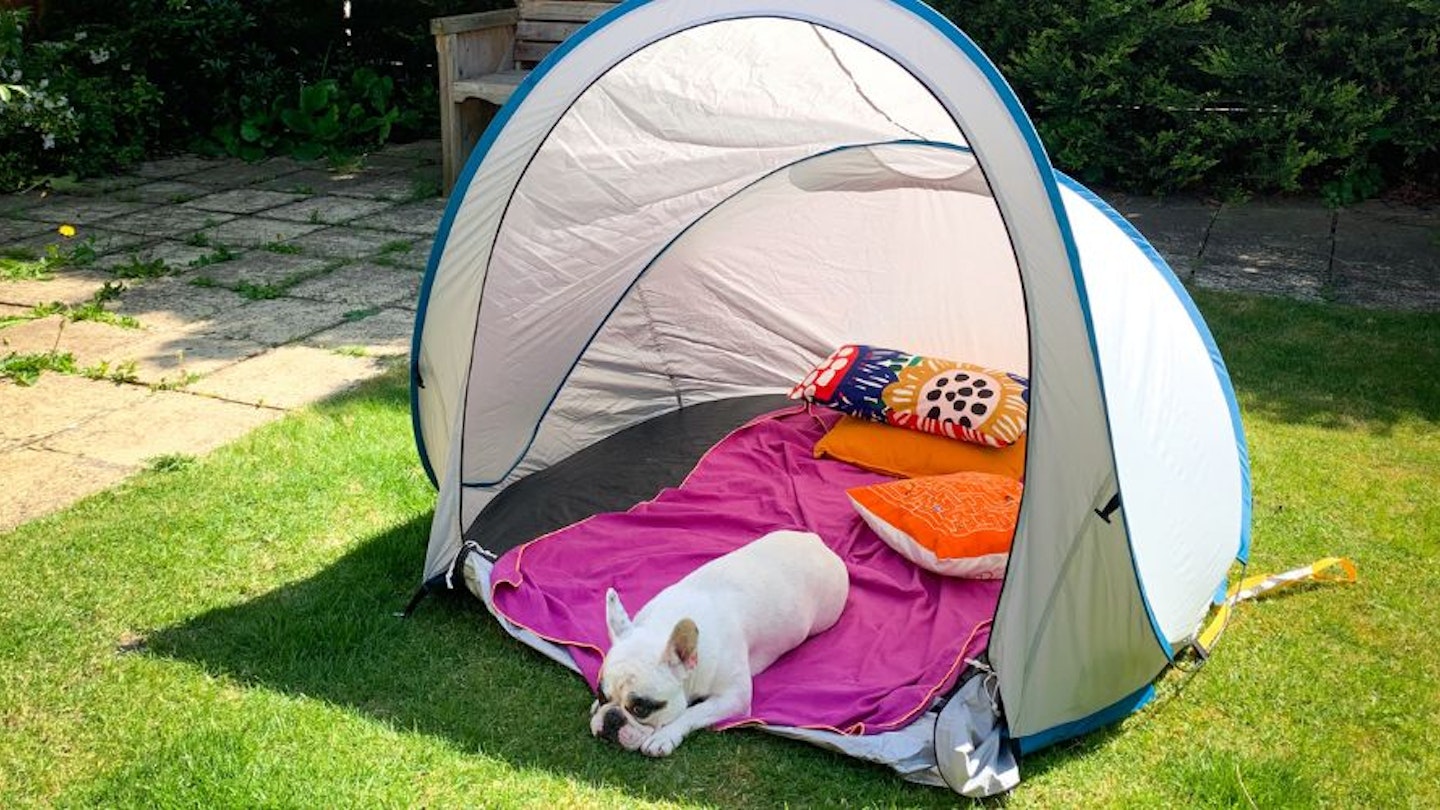 A Frenchie laying in a dog sun shade
