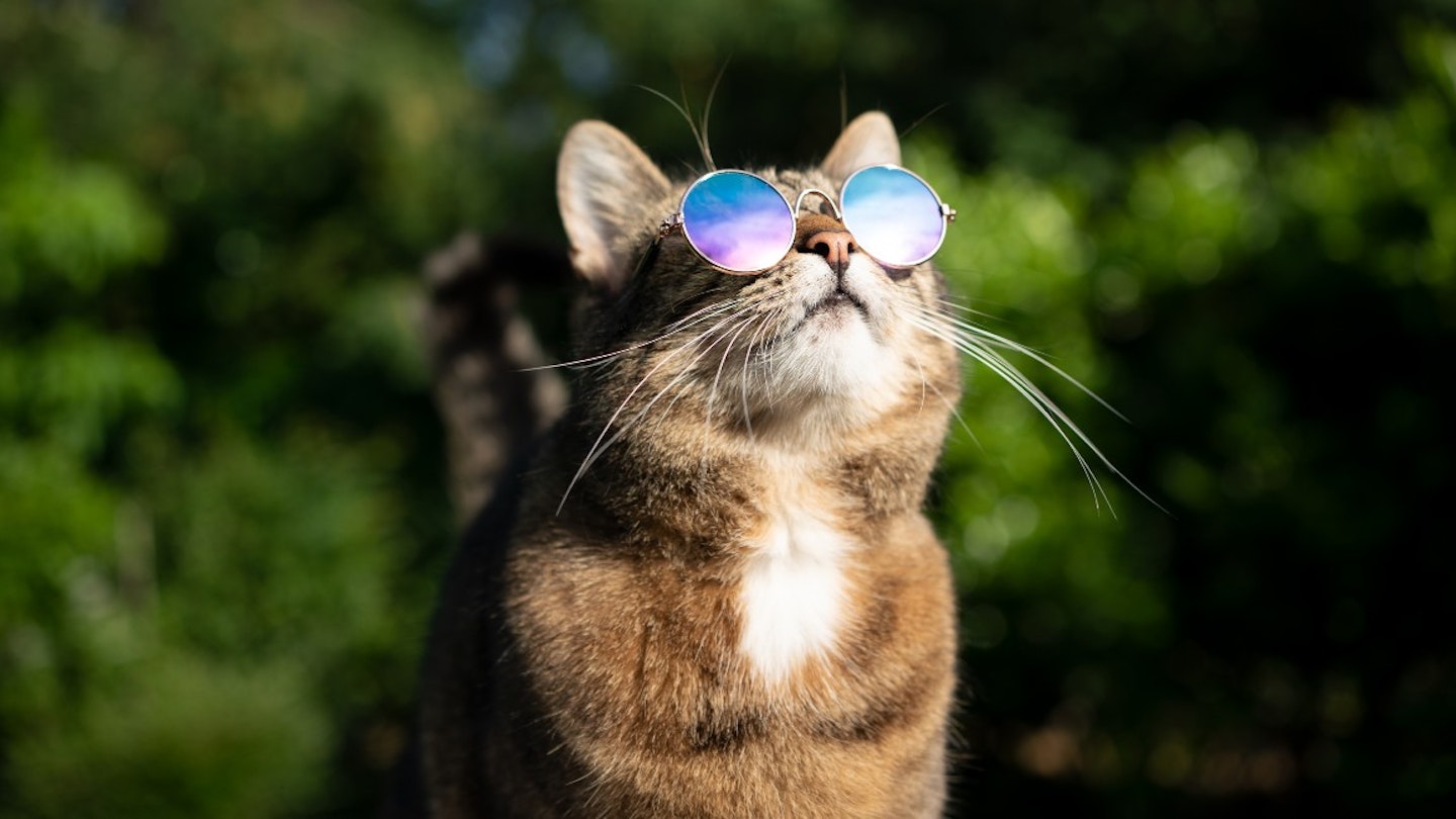 how-to-keep-cats-cool-summer