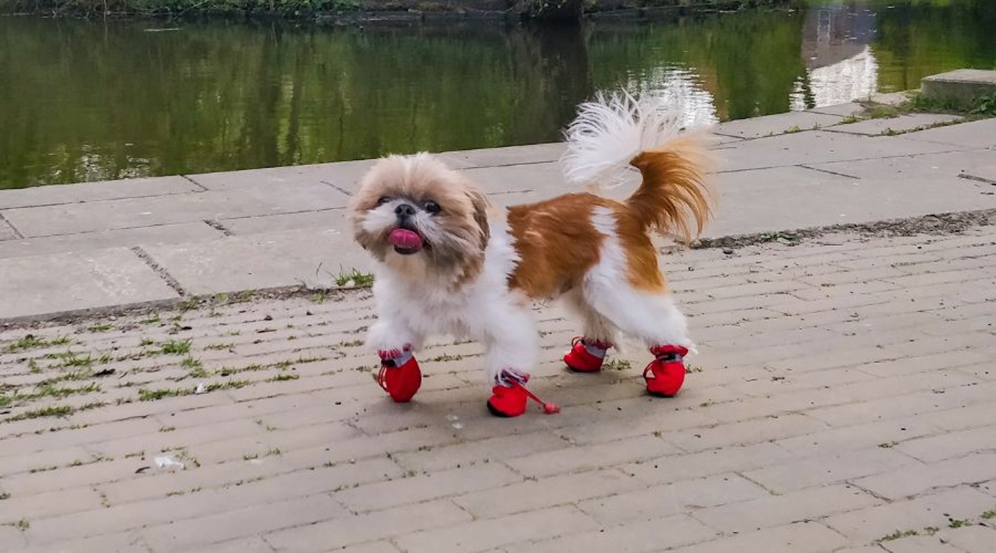 A dog wearing paw protectors on a walk