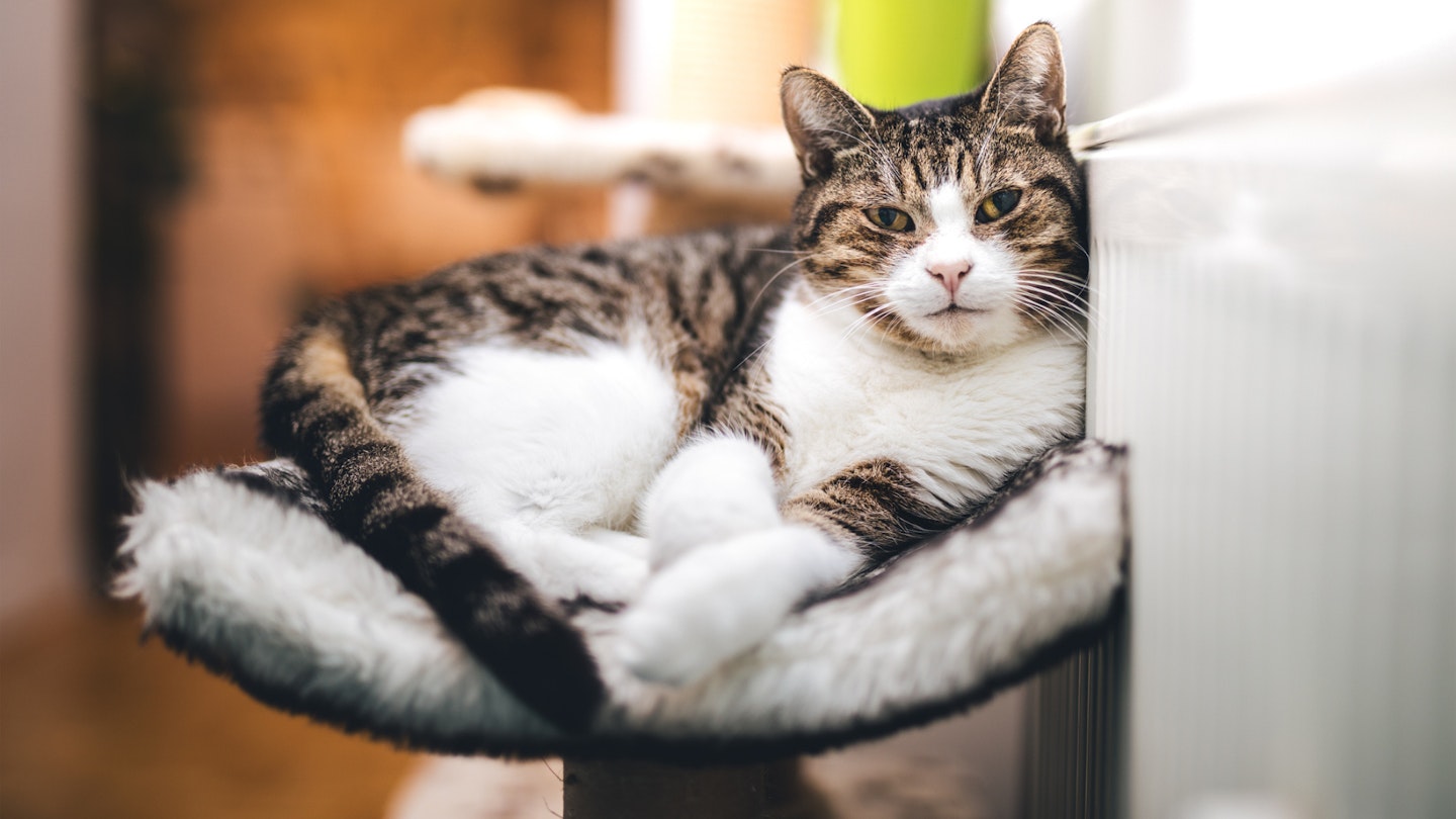 Cat radiator 2024 bed the range