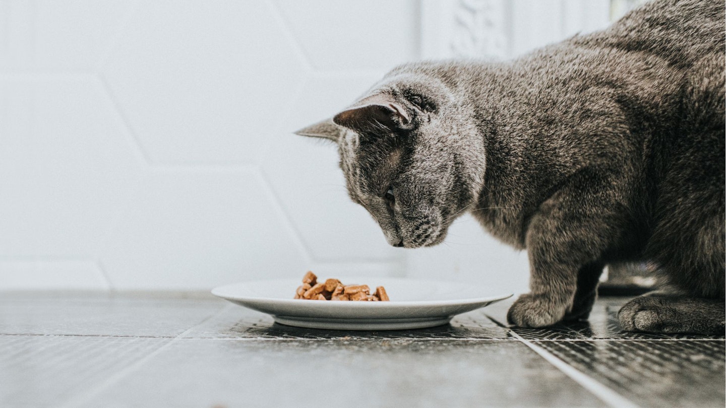 What Is Cat Mange, And How Do I Treat It? PetHelpful, 49% OFF