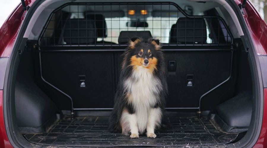 Best Dog Guard Or Barrier For Safe Car Travel