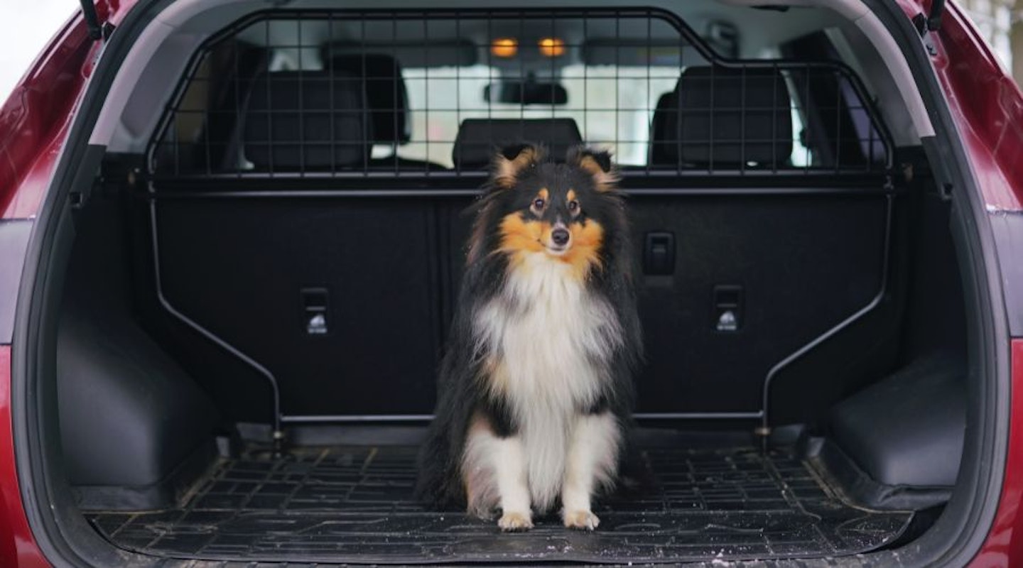 best dog guards and barriers
