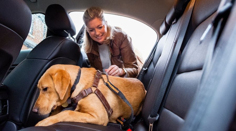 Pets at home outlet dog seatbelt