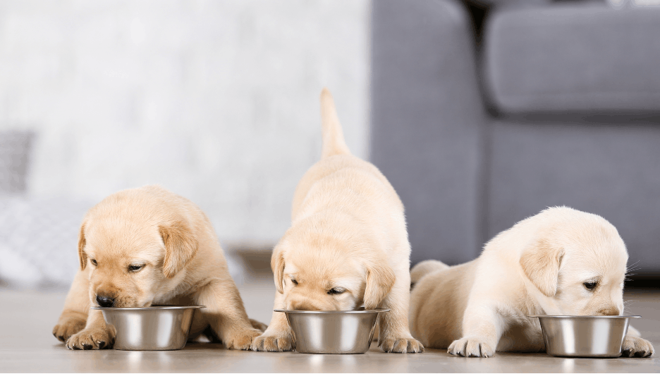 Best puppy bowls for hungry little ones