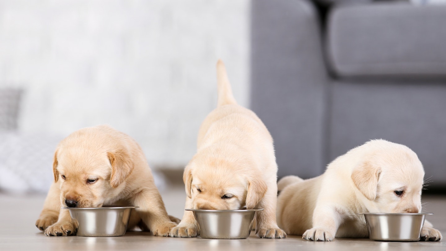 best-puppy-bowls