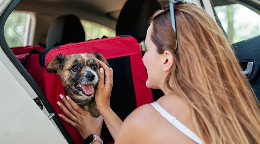 Best car carrier for small outlet dogs