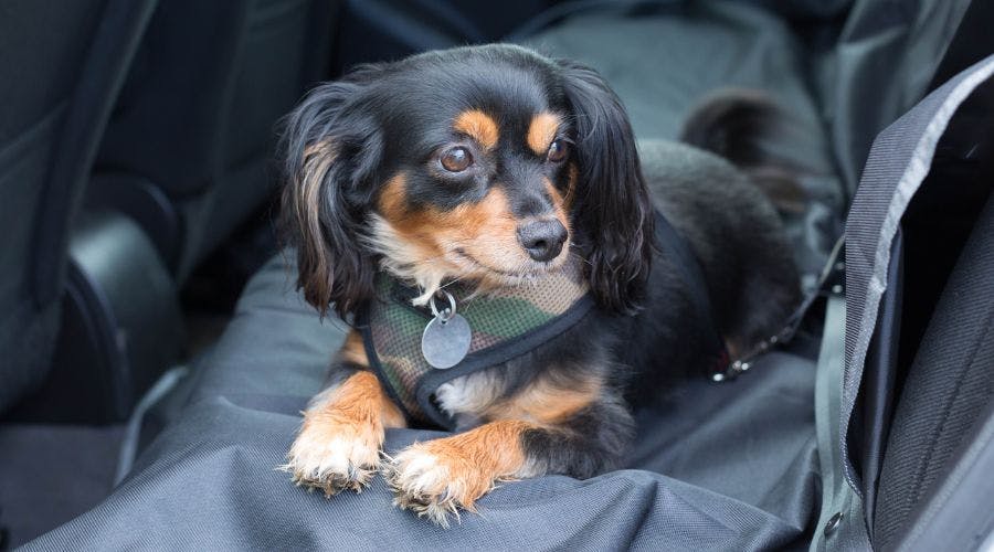 Best Car Seat Protector For Dogs