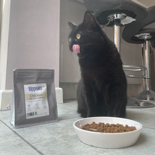 10 best cat food brands popular and vet approved 2024