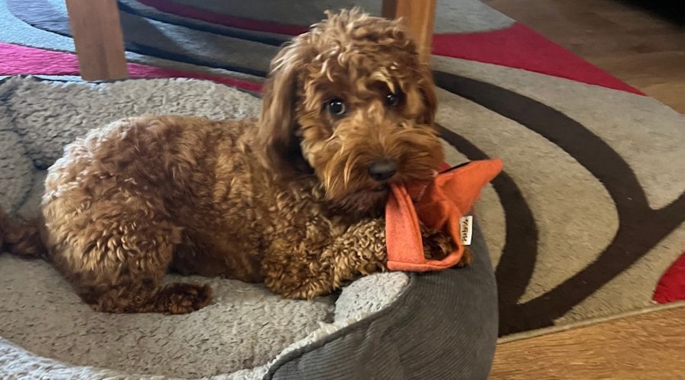 Best Eco Friendly Dogs Toys UK 2023