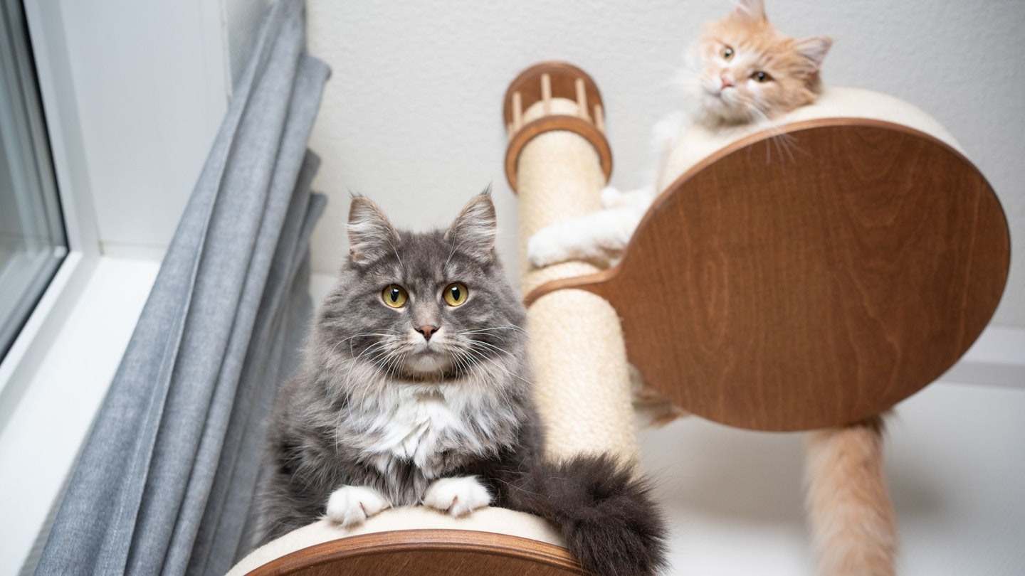 Two Maine Coon cats on a cat tower