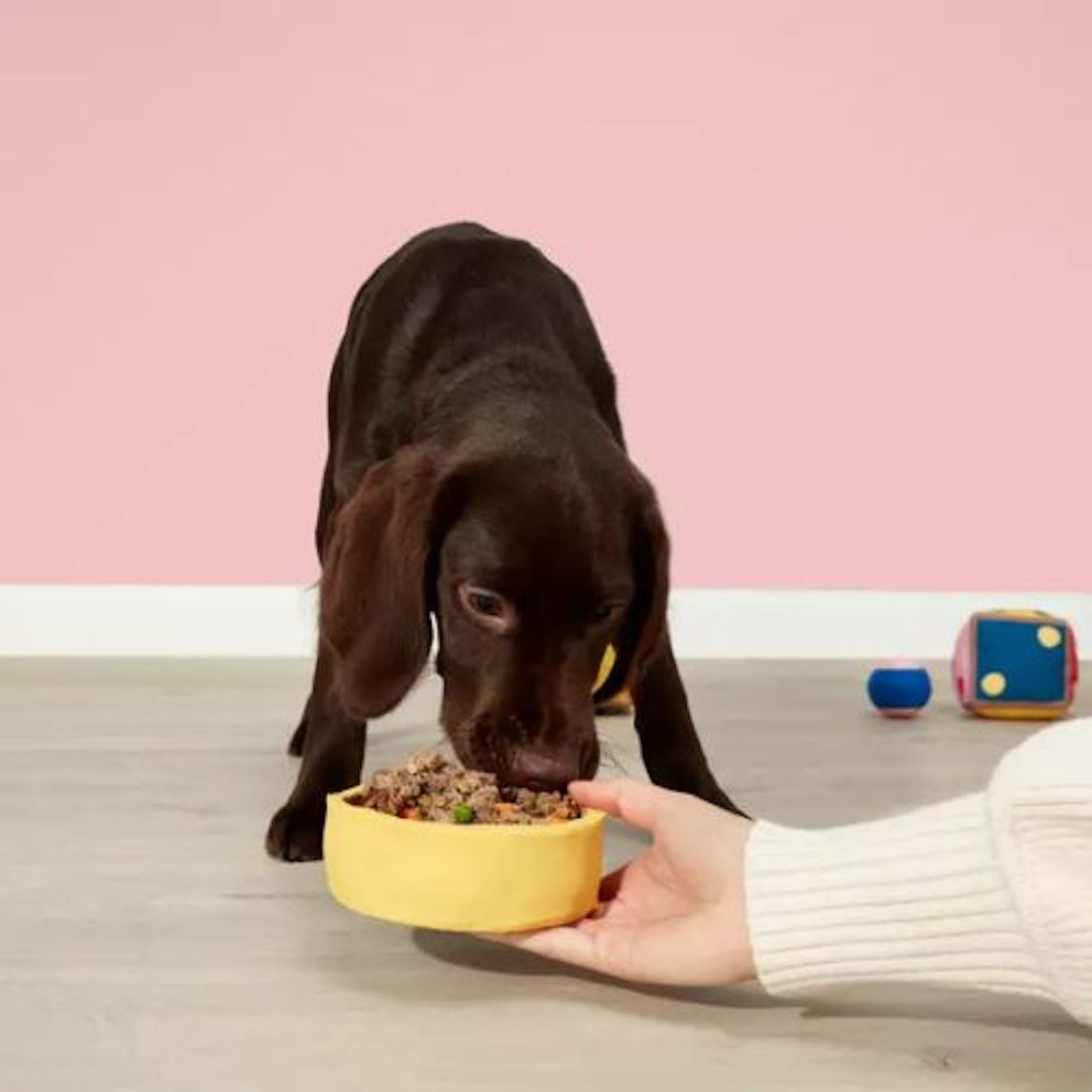 13 best dog food brands beloved and approved by vets 2024