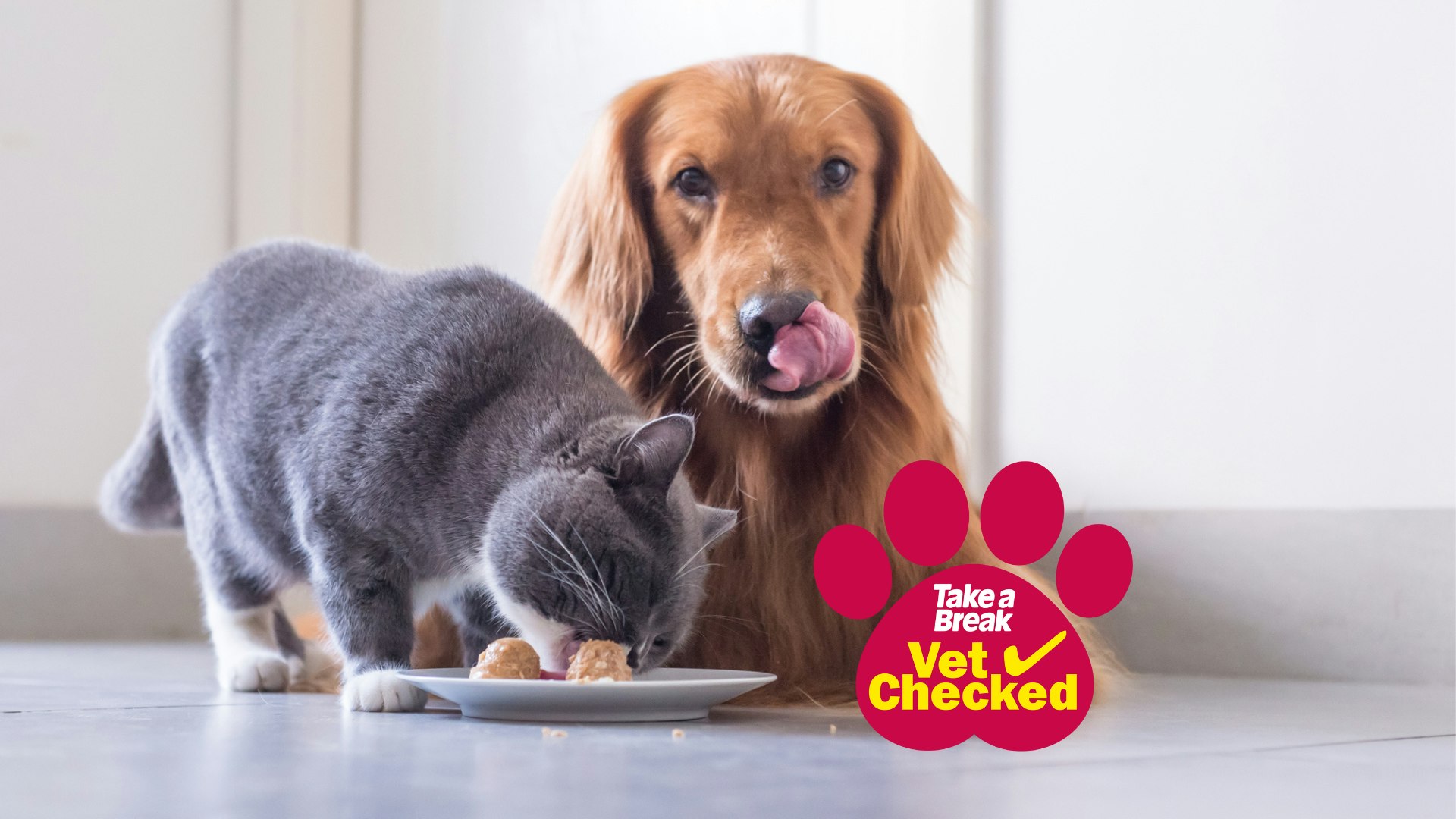 HOT Dogs Eat Cat Food Safe For Dogs Is It Good For Dogs To Eat