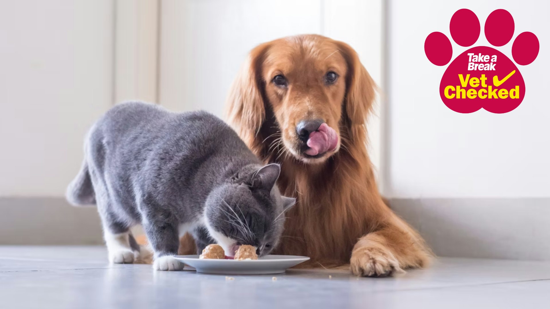 Can Dogs Eat Cat Food can-dogs-eat-cat-food