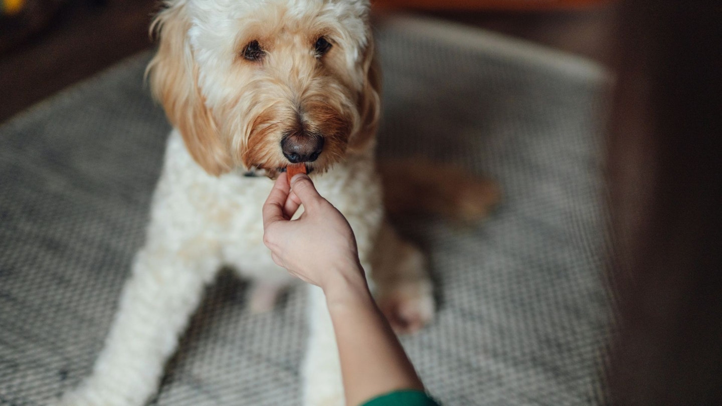 Dog eating treat