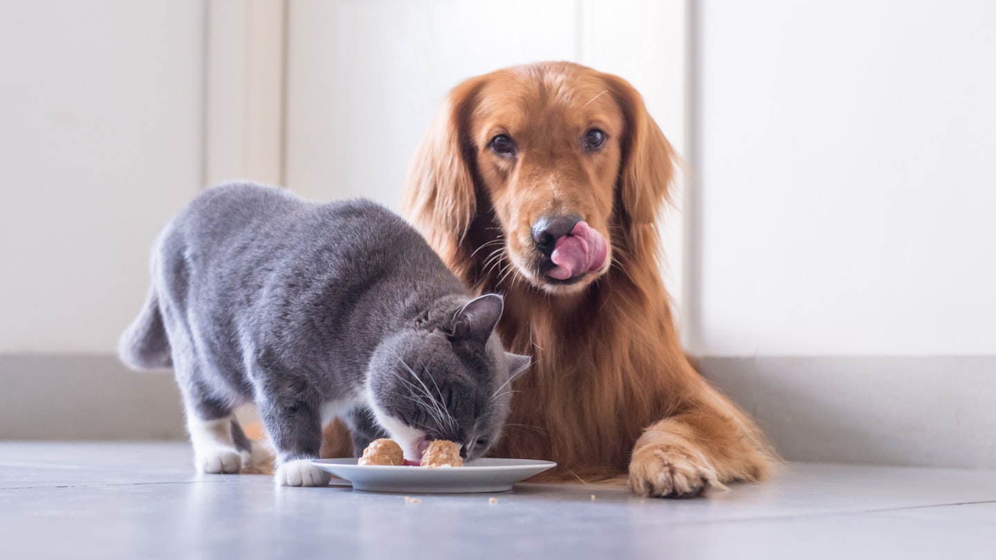 Dogs can top eat cat food