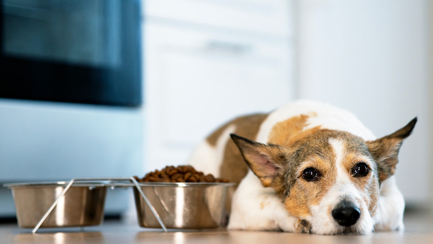 Dog is healthy top but not eating