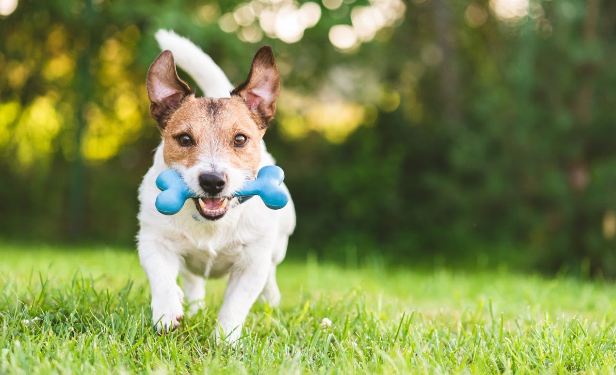 Best toy outlet for small dogs