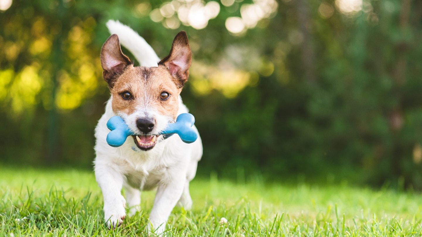 Best Dog Toys For Small Dogs