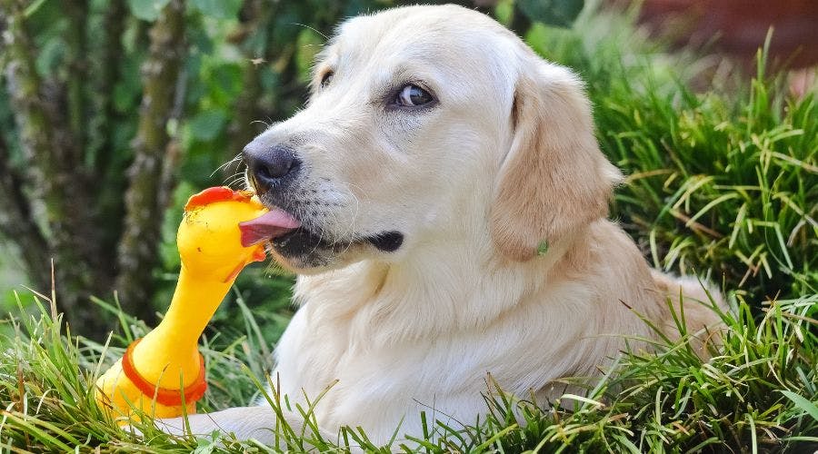 A dog outlet toy