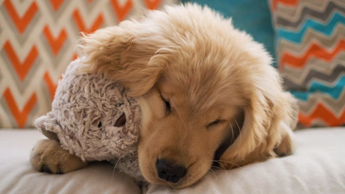 soft toys for dogs