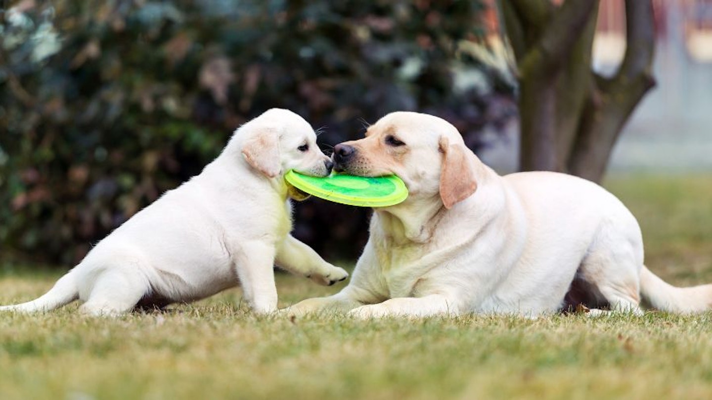 The Best Tug Toys For Dogs