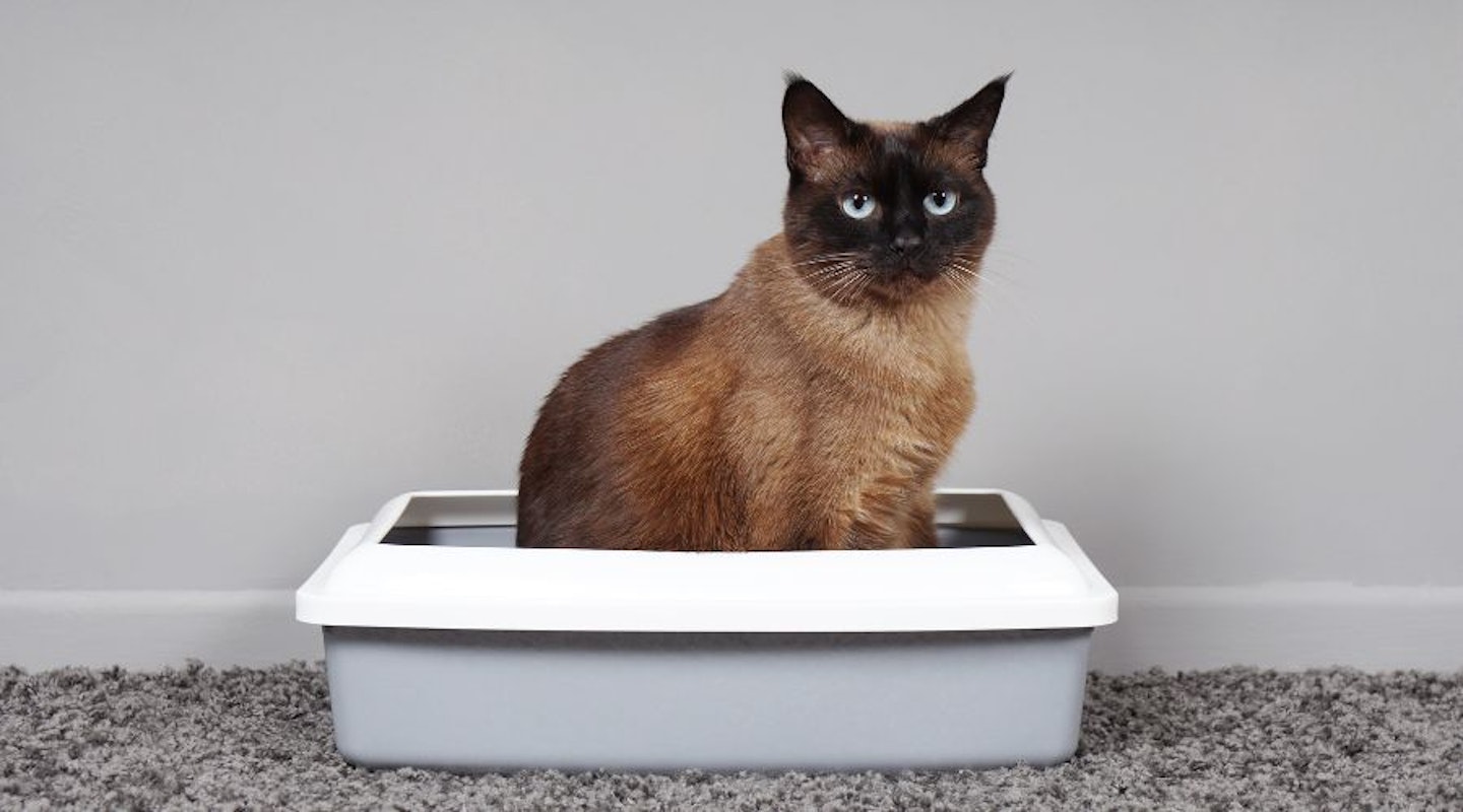 https://images.bauerhosting.com/marketing/sites/22/2023/09/Best-cat-litter-for-indoor-cats-UK.jpg?ar=16%3A9&fit=crop&crop=top&auto=format&w=1440&q=80