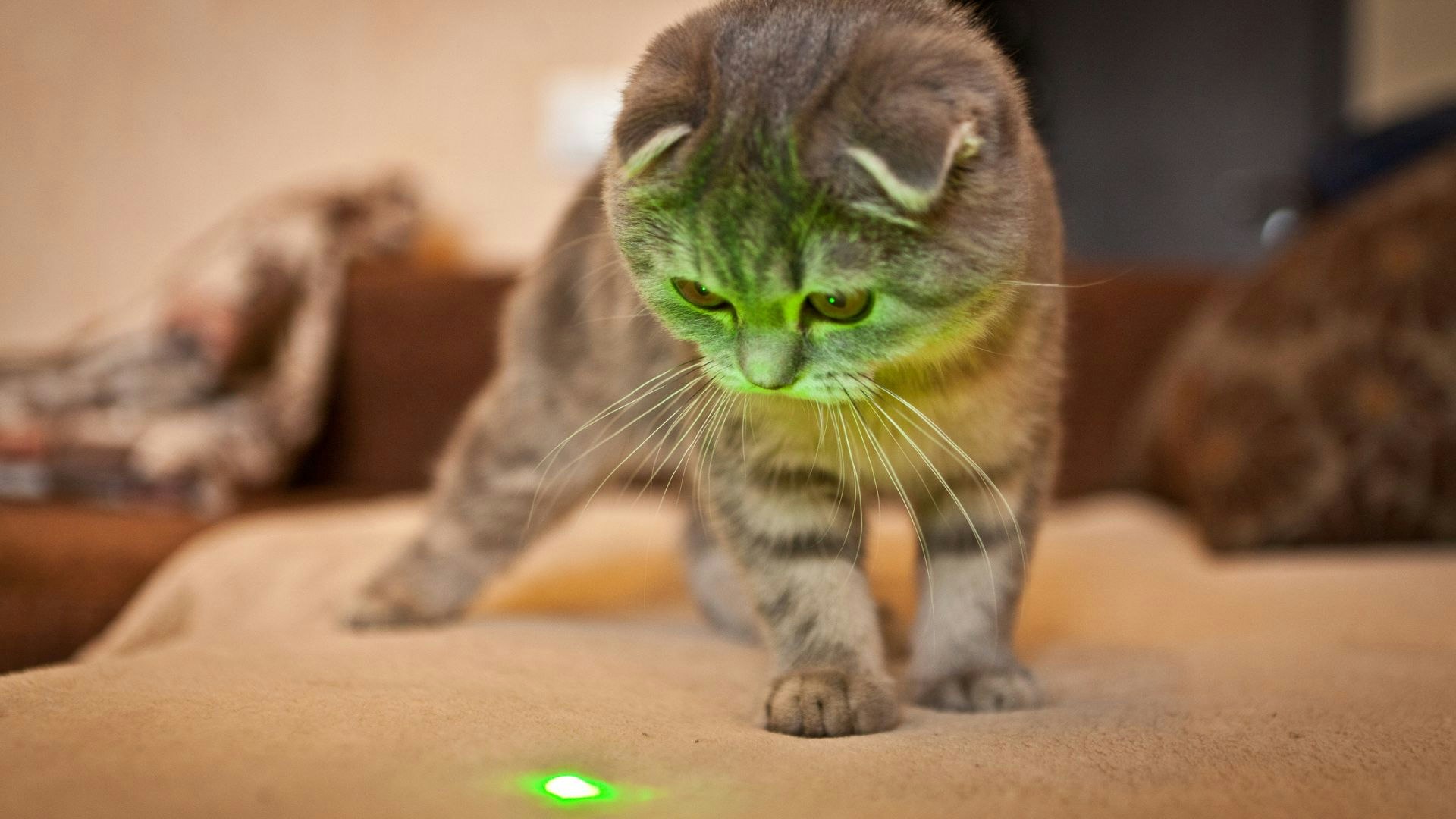 Laser Paw Para Gatos – HAPPY PETS CO