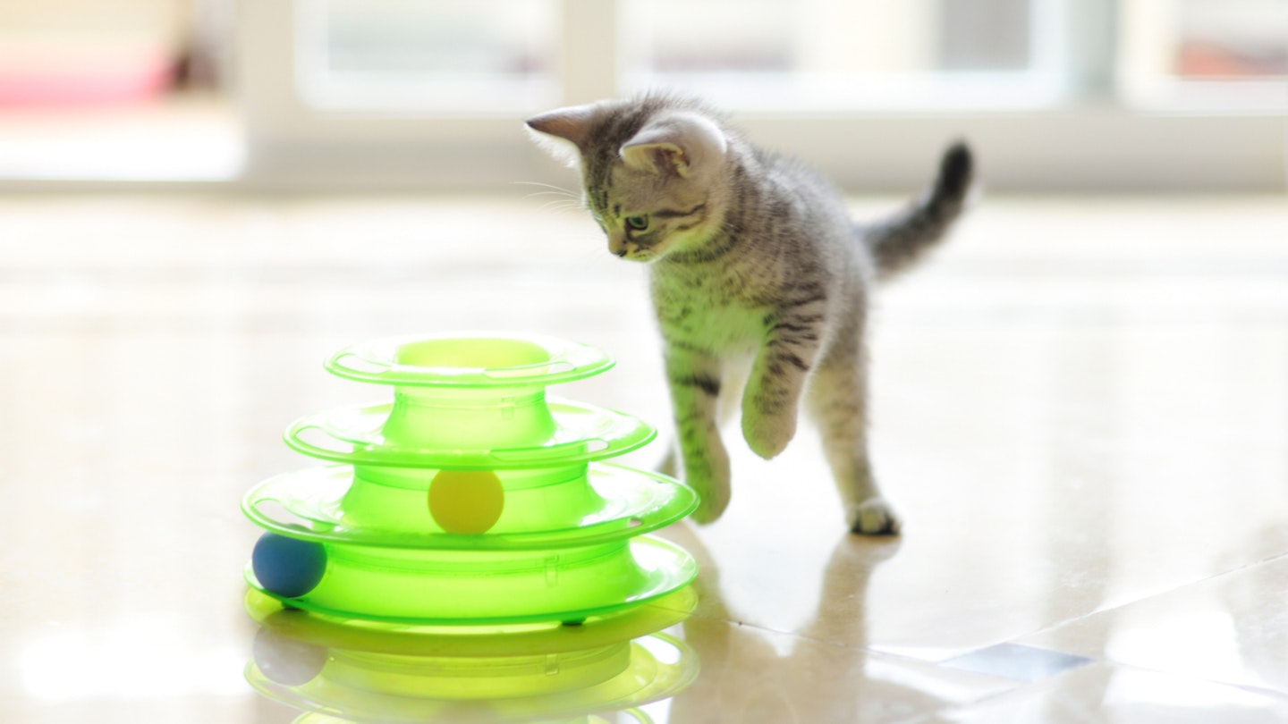 Cat playing