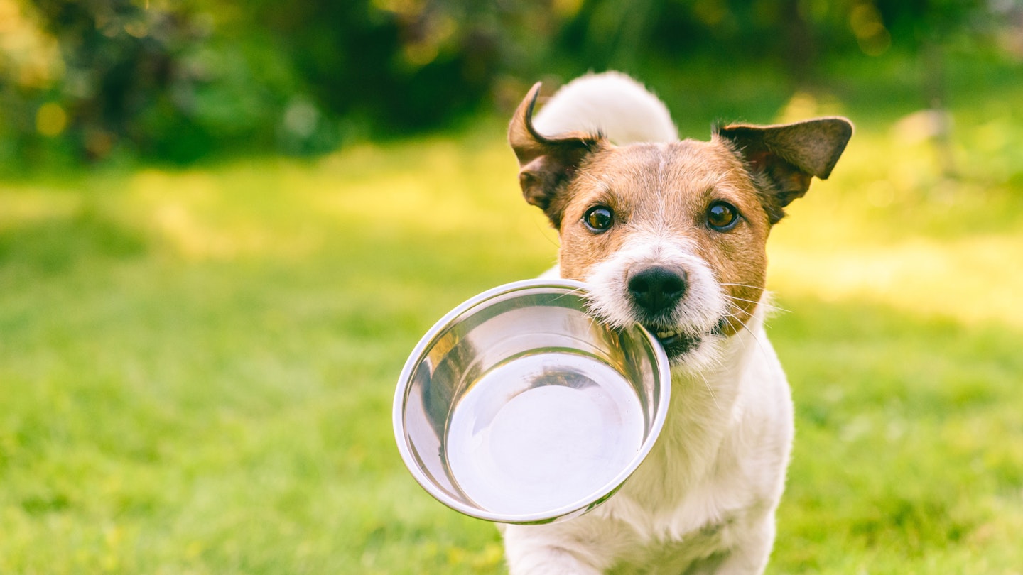 Feeding sales your dog