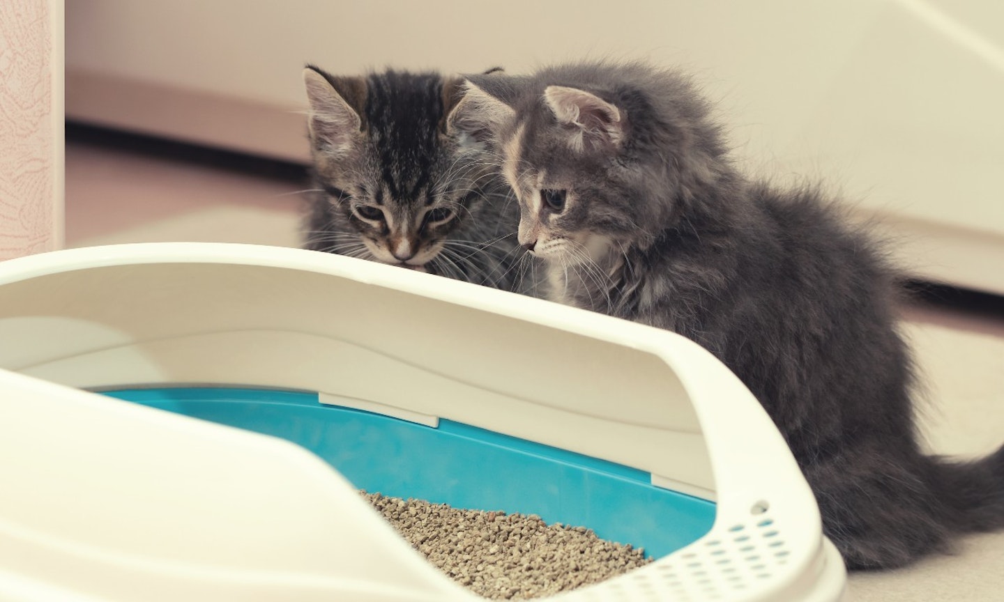 best cat litter for kittens