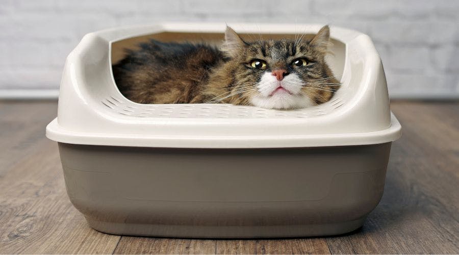 Best clumping cat litter UK