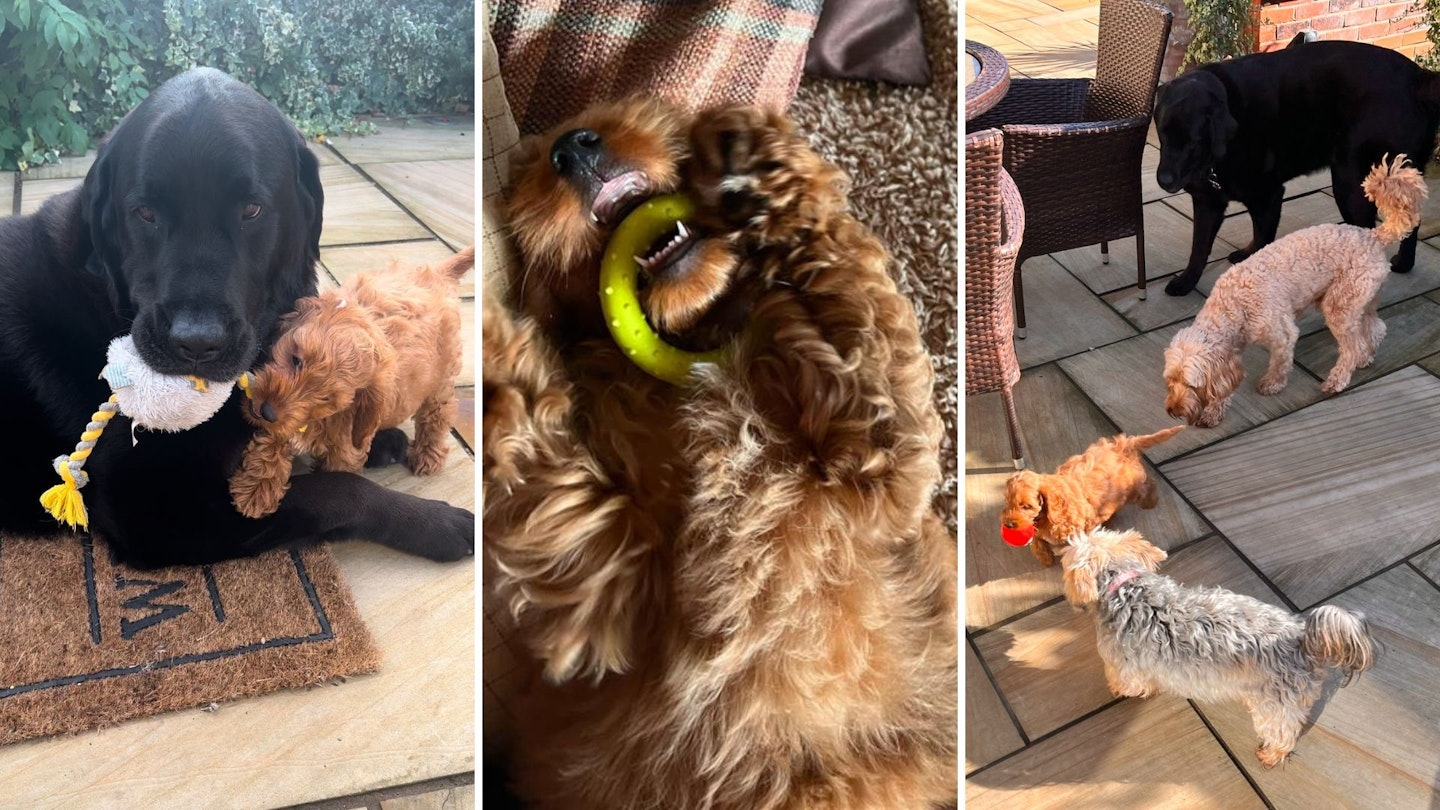 From left to right: Bella the cockapoo puppy and Barney the Lab playing tug-of-war, Bella chomping on a puppy teething ring, Little Bella running away from Gina the yorkshire Terrier, Teddie the Cockapoo and Barney the Labrador with a red ball in her mouth.