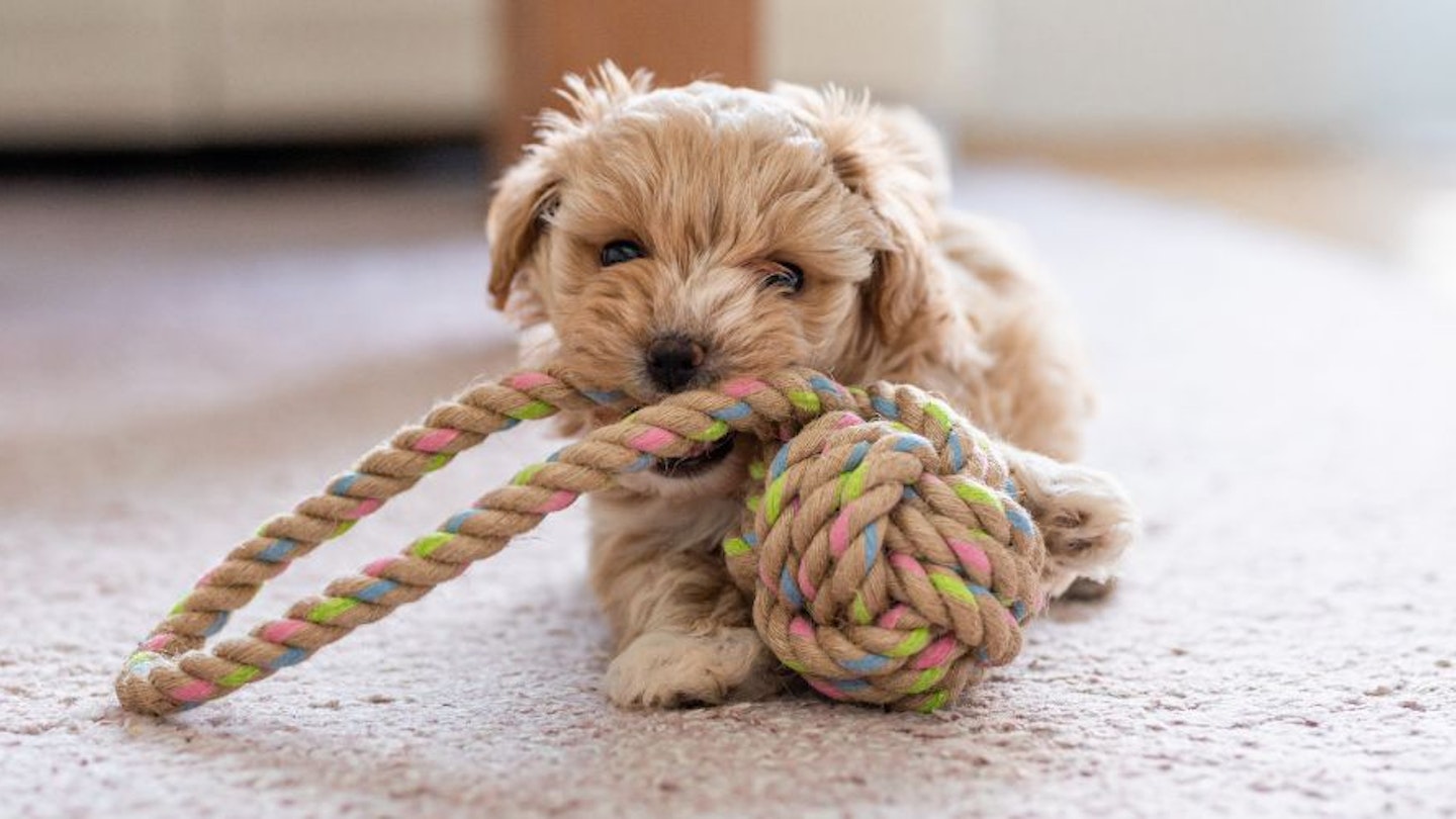https://images.bauerhosting.com/marketing/sites/22/2023/09/best-puppy-toys.jpg?ar=16%3A9&fit=crop&crop=top&auto=format&w=1440&q=80