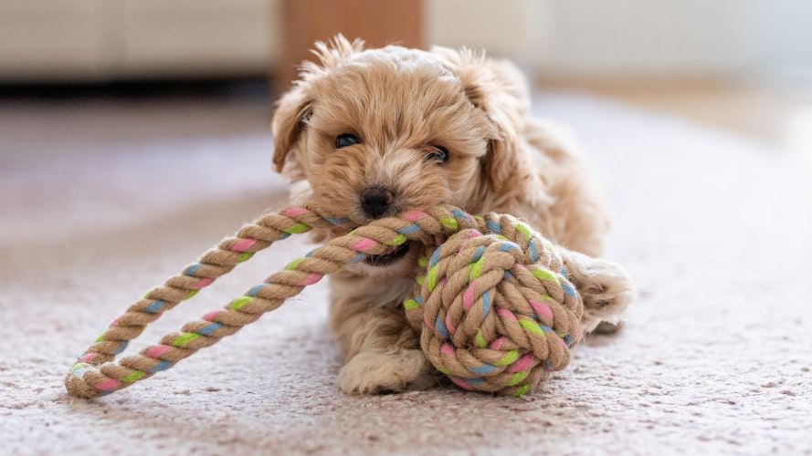 Best Puppy Toys To Keep Your New