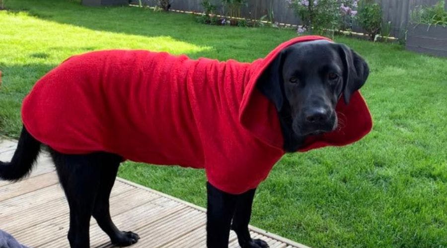 Best dog hotsell drying coat