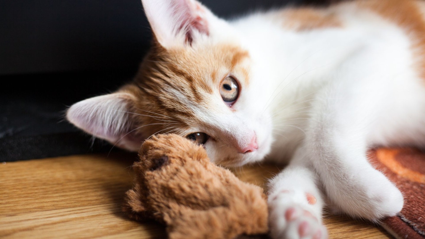 Catnip toys to peak your cat's curiosity