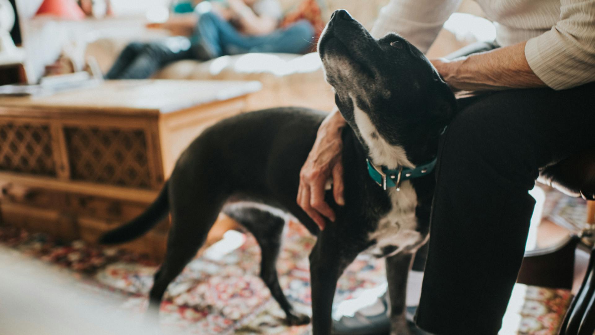Dog supplements for weight gain to bulk out your pooch - Vimarsana News