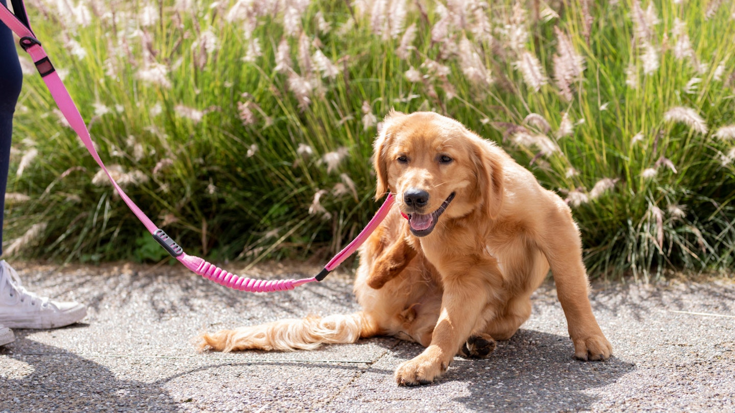 Dog supplements for itchy skin
