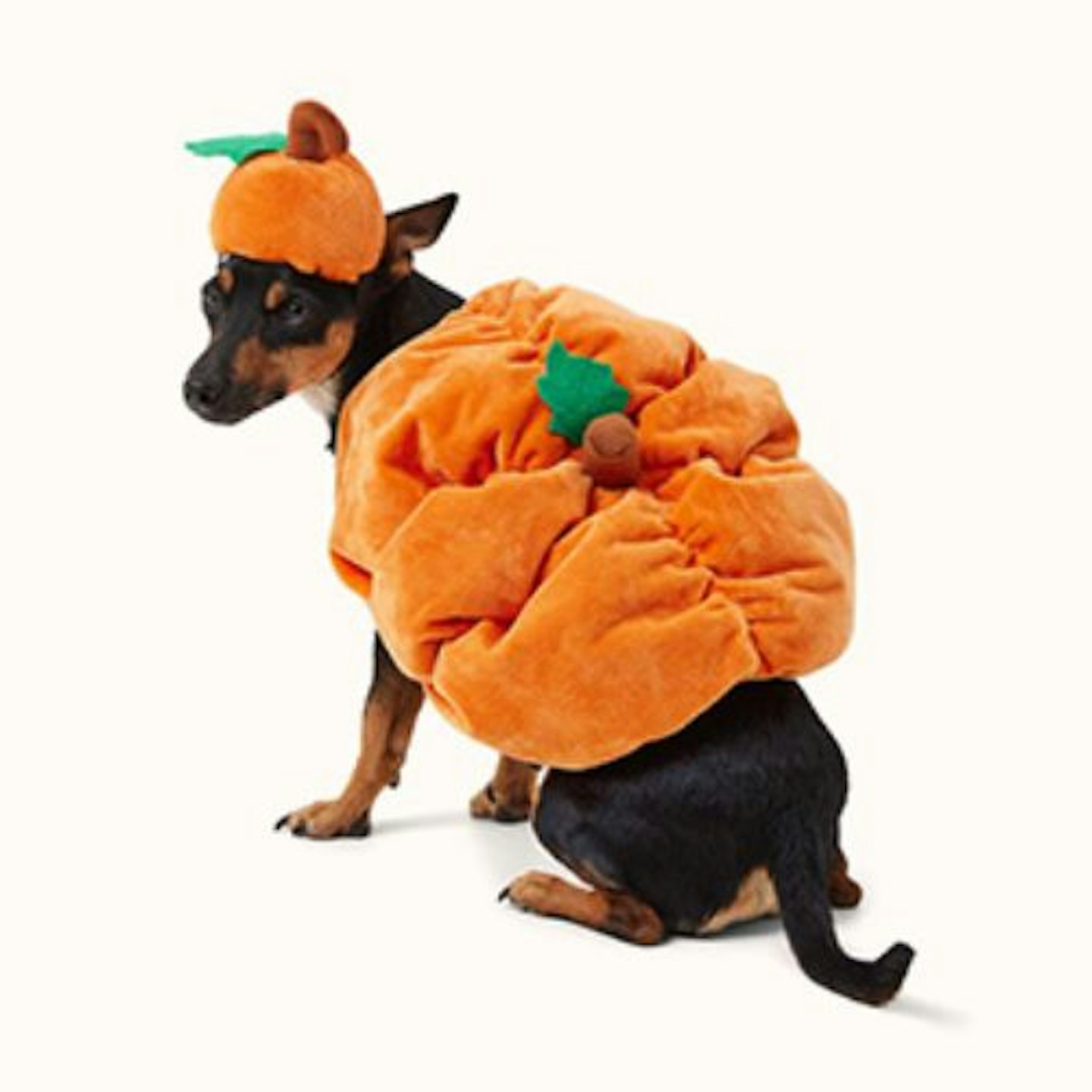 Pets at Home Halloween Pumpkin Dress-Up Outfit with Matching Hat 