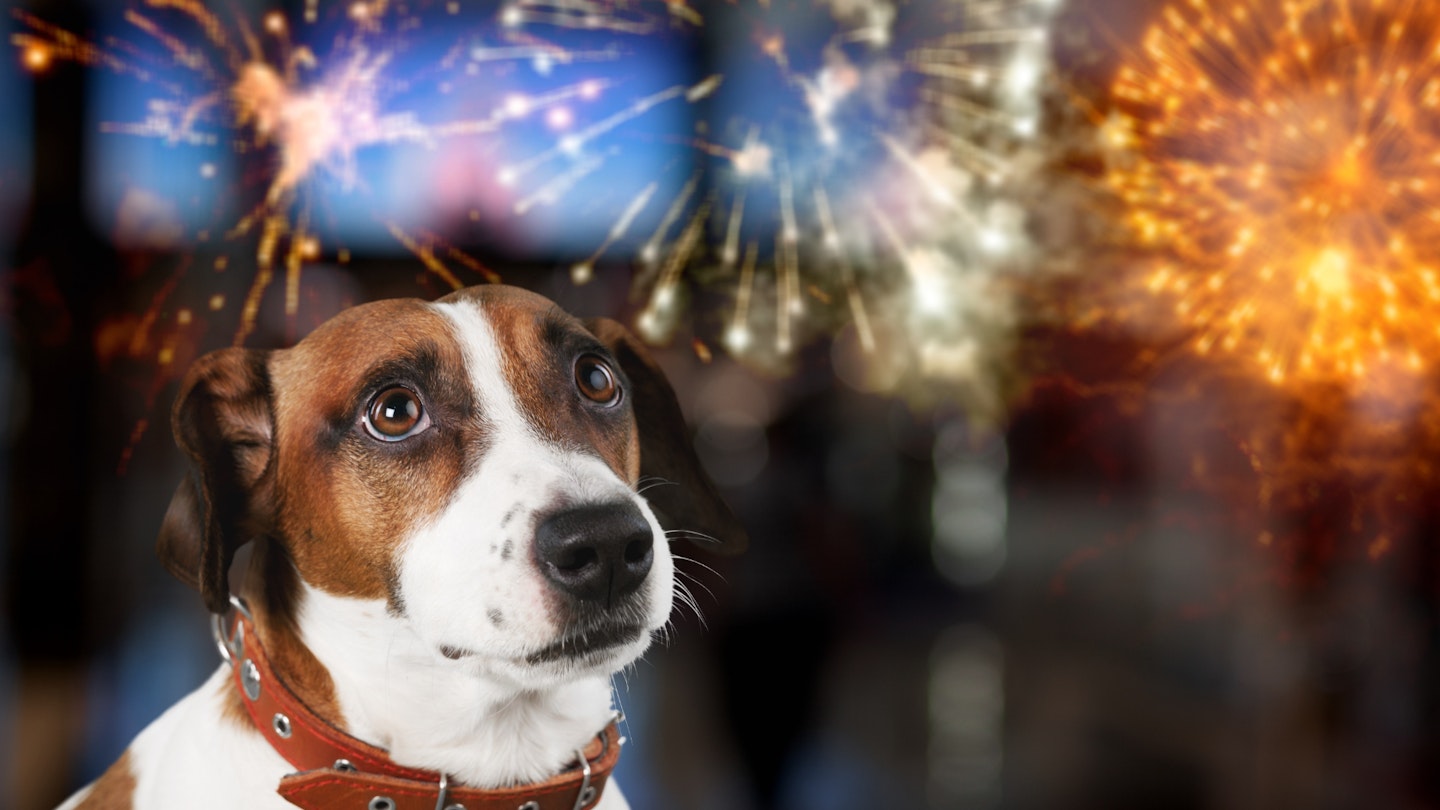 Keeping pets calm during fireworks