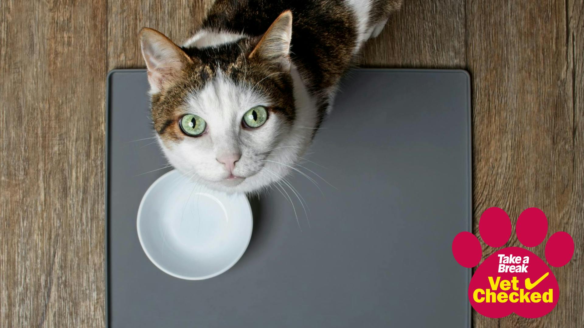 A comprehensive guide to feeding your cat
