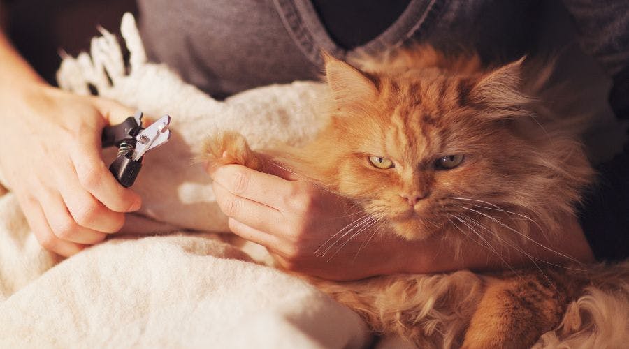 Needing your cats nails clipped? Or caps on their nails? Book your cat's  grooming appointment today to get #dashed by giving us a call at… |  Instagram