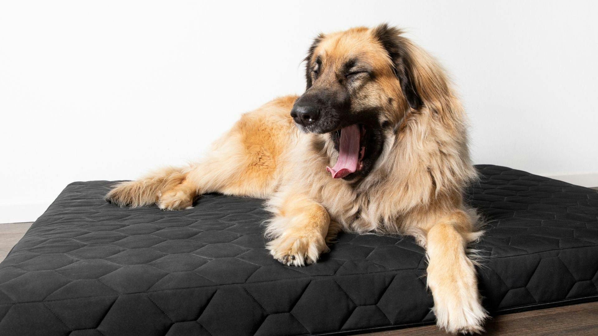 Argos memory foam outlet dog bed